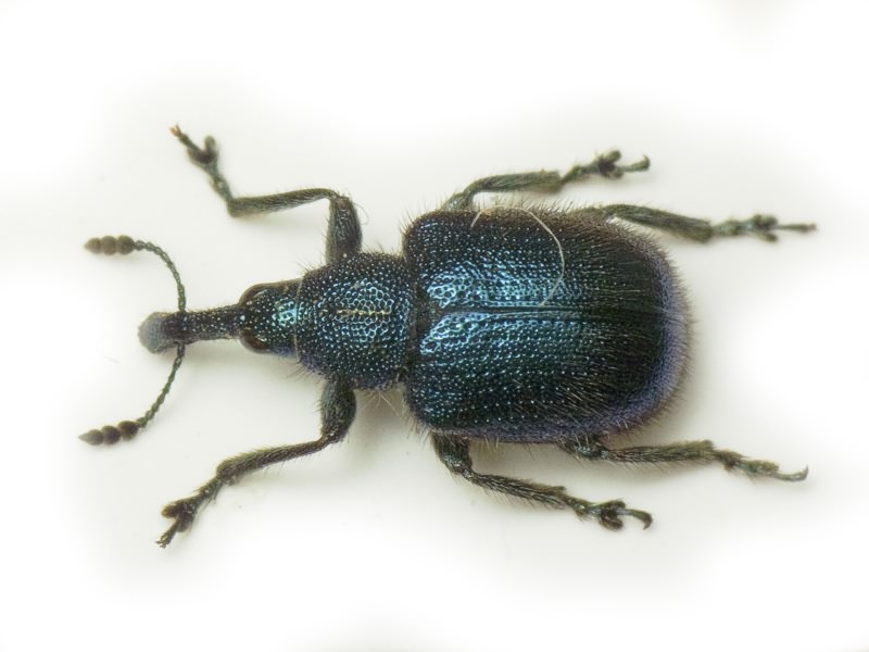 Haplorhynchites pubescens (Fabricius, 1775)
